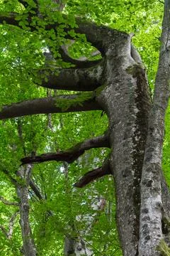 Bizarre beech tree in the summer Carpathian forest.... bizarre beech tree in  Stock Photos