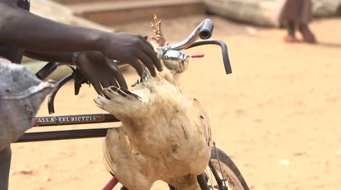 Bizarre bike loads 7:  how to load a single chicken Stock Footage 49367040