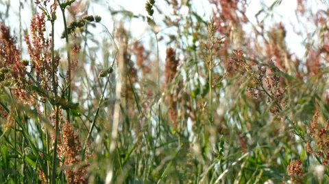 Bizarre colored grass on a wildflower meadow Stock Footage 53637856