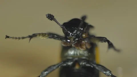 Bizarre Evil Bug Monster Burying Beetle with Mites in Aggressive Pose Stock Footage 140312744