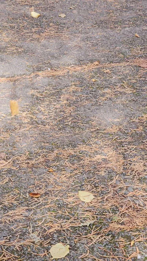 Bizarre Floating Leaf Suspended in Mid-Air, Hook, Hampshire, UK - 30 Sep 2023 Stock Footage 309953415