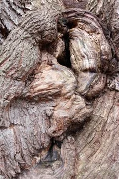 Bizarre forms of bark of very old willow Stock Photos