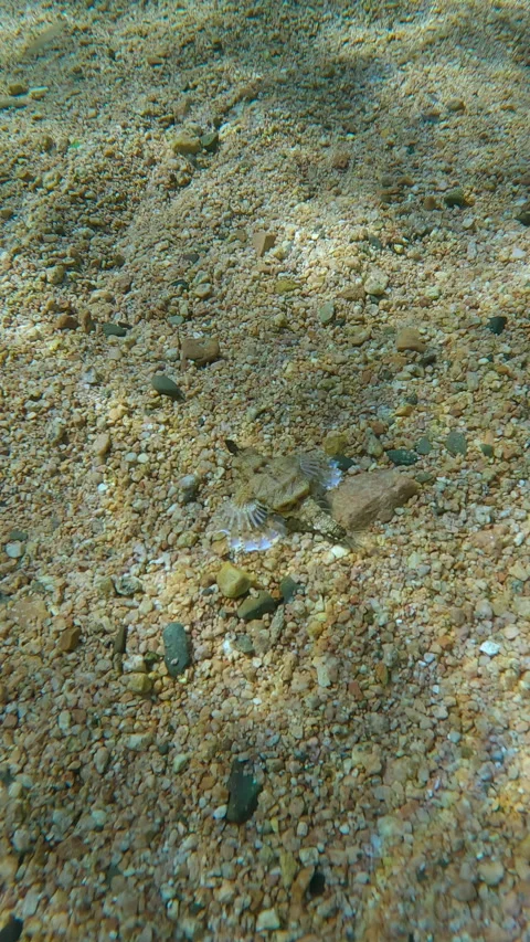 Bizarre-looking pegasus dragonfish walks along seabed covered with small pebbles 스톡 동영상 331305503