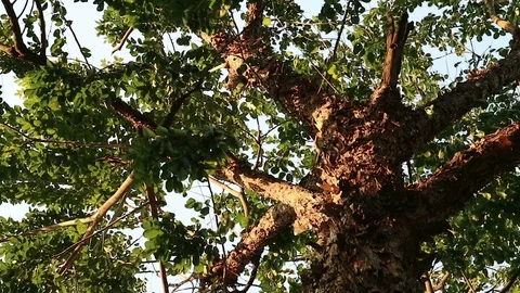 Bizarre monster tree with peeling flaky bark Video stock 88408583