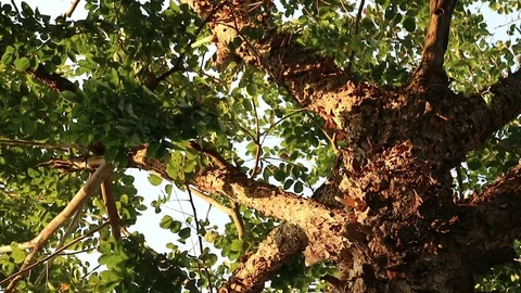 Bizarre monster tree with peeling flaky bark Video stock 88410213