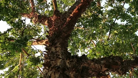 Bizarre monster tree with peeling flaky bark Video stock 88411614