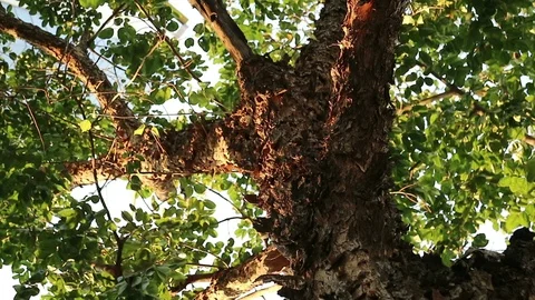 Bizarre monster tree with peeling flaky bark Video stock 88427143