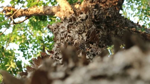 Bizarre monster tree with peeling flaky bark Stock Footage 88428121