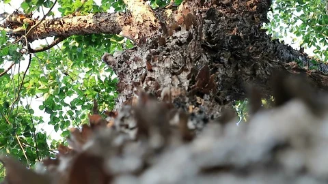 Bizarre monster tree with peeling flaky bark Video stock 88428335