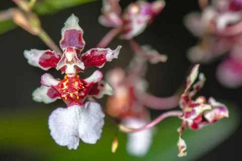 Bizarre Orchid looks like a ballerina. Stock Photos