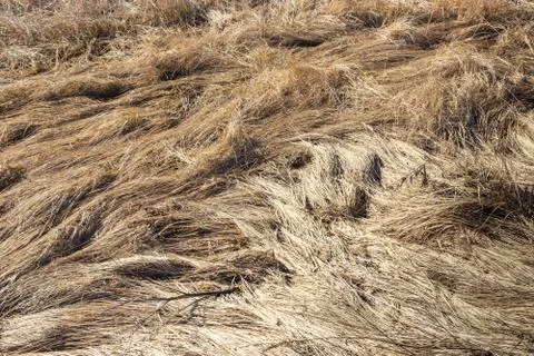 A bizarre pattern painted a snow of last year's crushed yellow grass Stock Photos