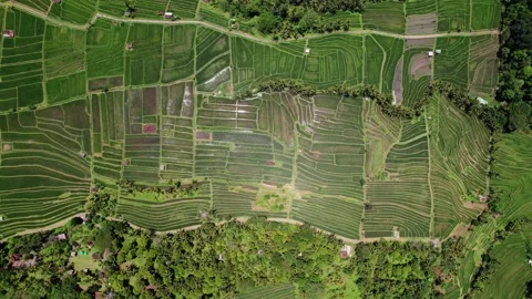 Bizarre pattern of the rice fields when looking straight down from height Stock Footage 238901702