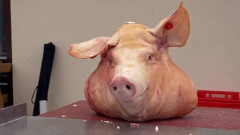 Bizarre pig head on a table Video stock 86189482