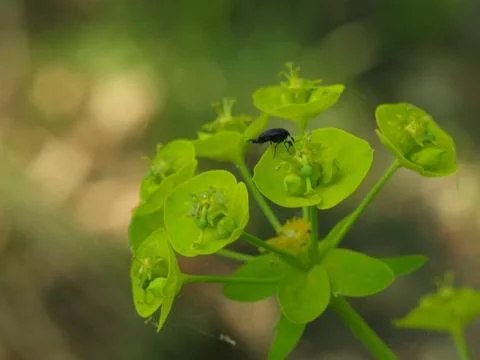 A bizarre plant and a beetle sitting on it. Stock Photos