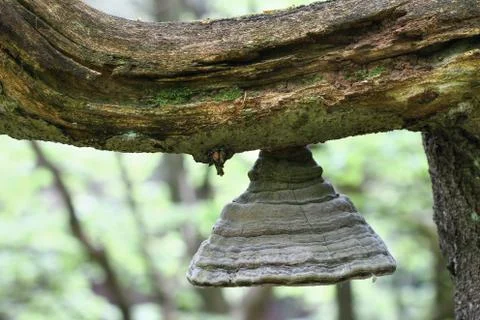 Bizarre polypore on the branch of an old beech tree Foto stock