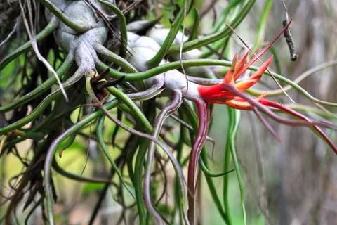 Bizarre red flower in Belize. Stock Photos
