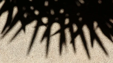 Bizarre shadow of bamboo palm tree leaves on gravel floor Stock Footage 112324044
