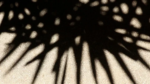 Bizarre shadow of bamboo palm tree leaves on gravel floor Stock Footage 112324243
