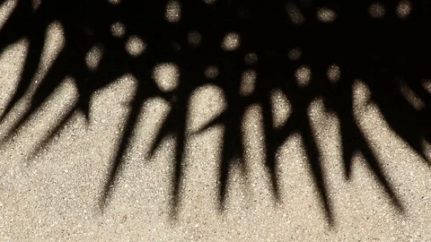 Bizarre shadow of bamboo palm tree leaves on gravel floor Stock Footage 112324495