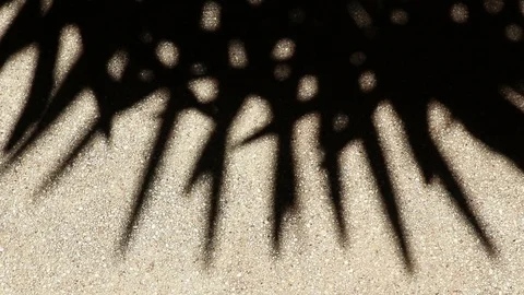 Bizarre shadow of bamboo palm tree leaves on gravel floor Stock Footage 112334034