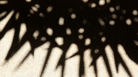 Bizarre shadow of bamboo palm tree leaves on gravel floor Stock Footage 112334578