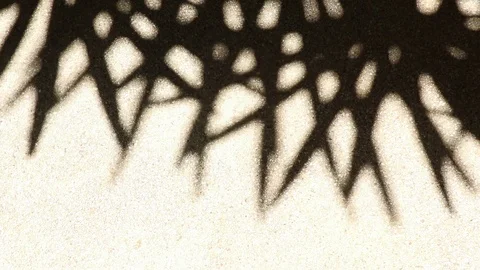 Bizarre shadow of bamboo palm tree leaves on gravel floor Stock Footage 112335019