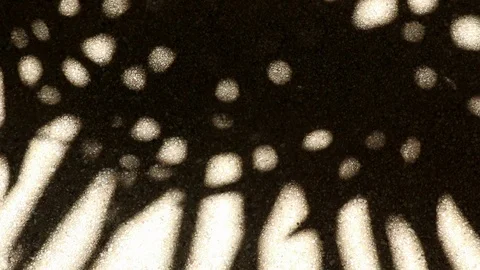 Bizarre shadow of bamboo palm tree leaves on gravel floor Stock Footage 112394998