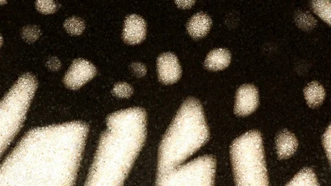Bizarre shadow of bamboo palm tree leaves on gravel floor Stock Footage 112397504