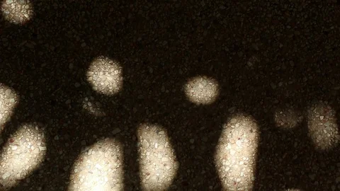 Bizarre shadow of bamboo palm tree leaves on gravel floor Stock Footage 112479417