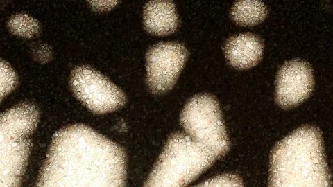 Bizarre shadow of bamboo palm tree leaves on gravel floor Stock Footage 112560186