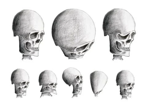 Bizarre skulls Stock Illustration