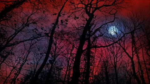 Bizarre Sky With Moon And Lightning Strikes Above The Forest Video stock 239899174