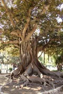 Bizarre tree shape Stock Photos