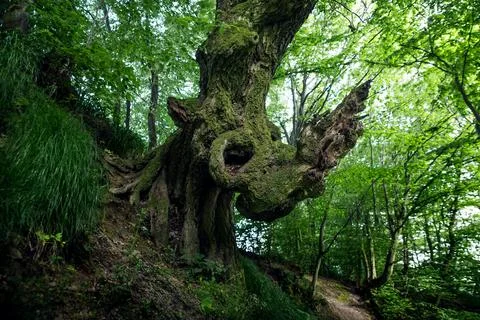 A bizarre tree trunk in the forest. Foto stock