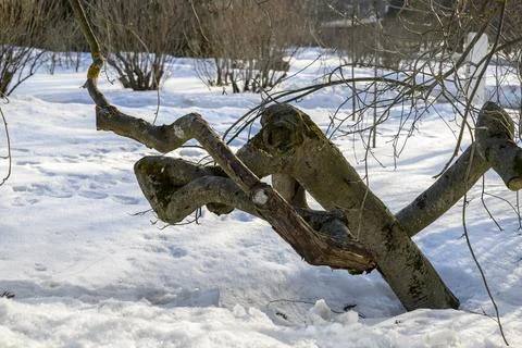 A bizarre tree trunk resembling a deer in a snowy park Stock Photos