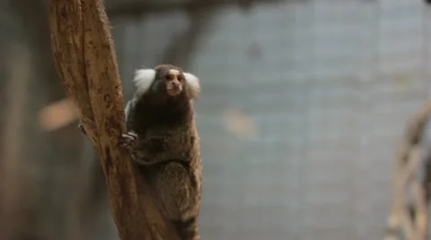 Bizarre two headed turtle Stock Footage 12177069