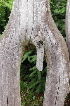 Bizarrely shaped tree branch looking like a phallus Stock Photos
