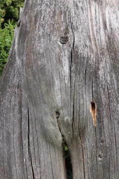 Bizarrely shaped tree trunk looking like naked woman Stock Photos