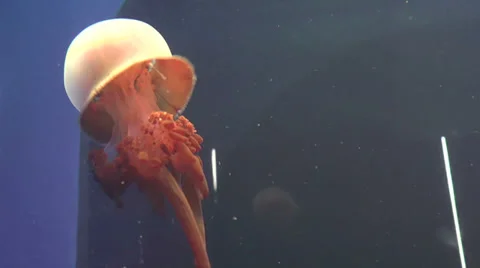 Bizen jellyfish on aquarium Stock Footage 34648610
