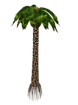 Bjuvia simplex prehistoric tree. Stock Illustration
