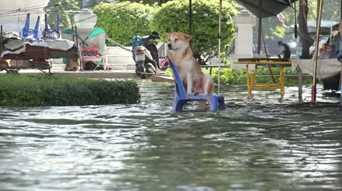 BKK Noi flood 0846 Stock Footage 20644546
