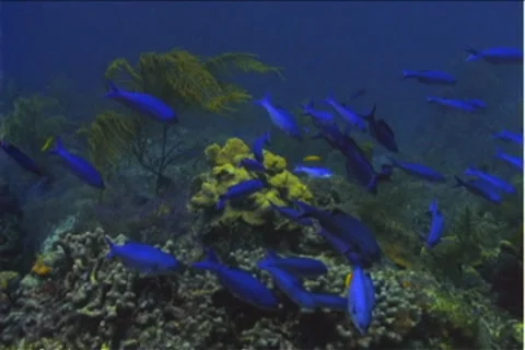 BL113-001 動画素材 7908536