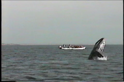 BL113-002 動画素材 7908527