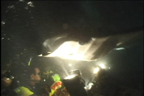 BL113-003 動画素材 7908629