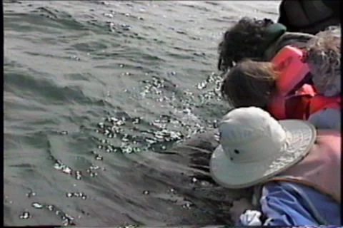 BL113-006 Stock Footage 7908700