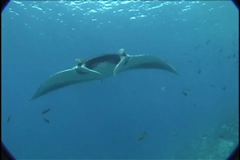 BL113-007 Stock Footage 7908675