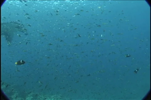 BL113-008 Stock Footage 7908736