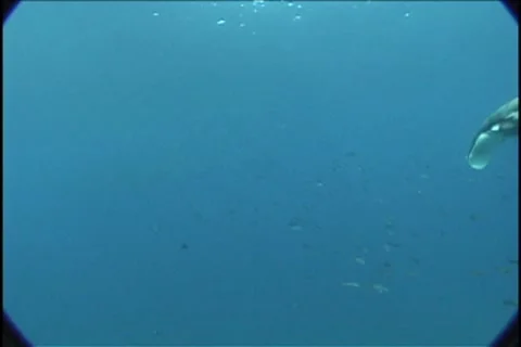 BL113-009 動画素材 7908753