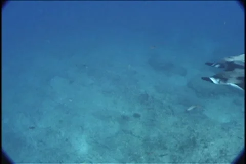 BL113-010 Stock Footage 7908790