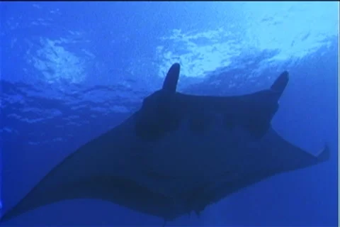 BL113-012 Stock Footage 7908836